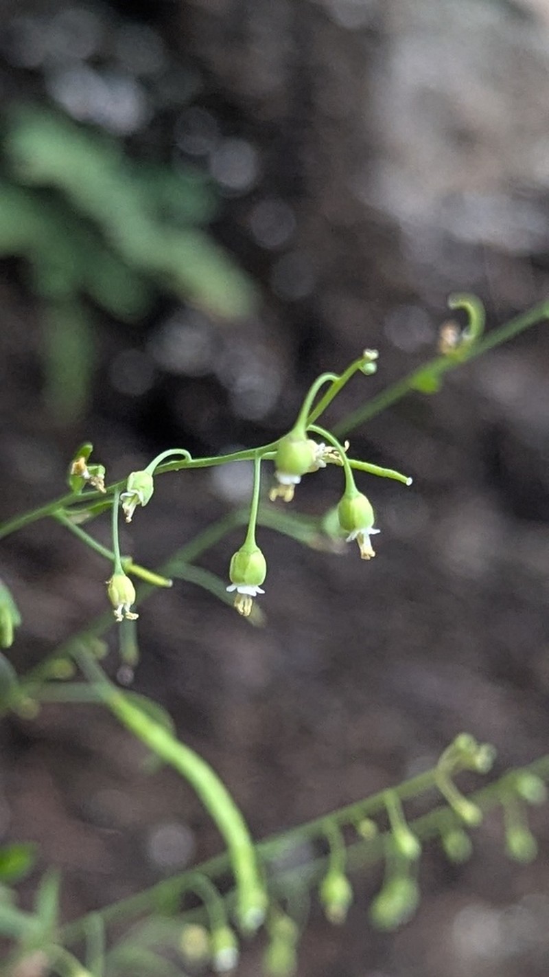 Shale Barren Rockcress photo 6