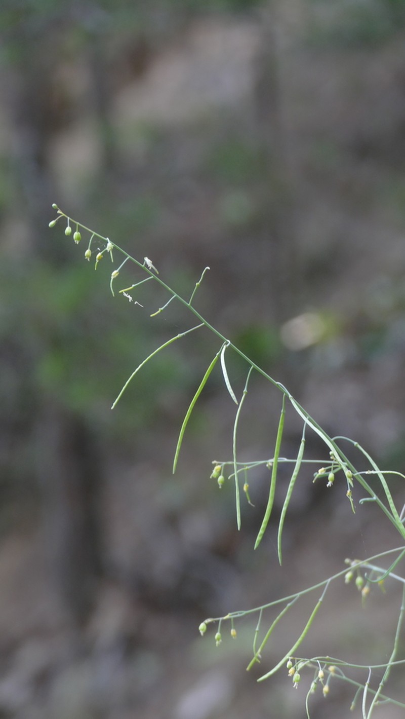 Shale Barren Rockcress photo 8