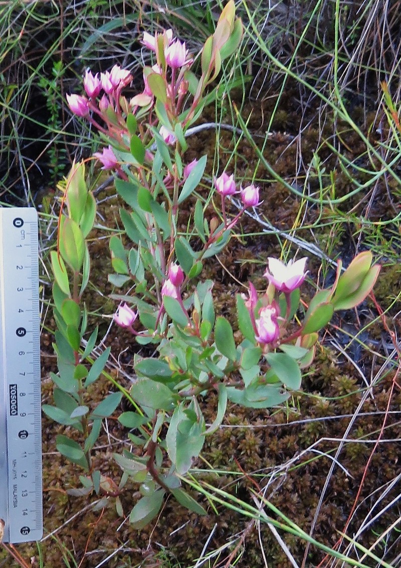 Boronia barkeriana subsp. barkeriana
