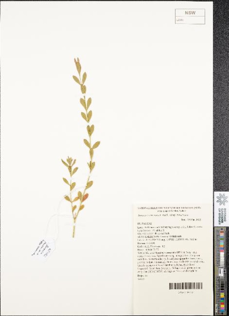 Boronia barkeriana subsp. barkeriana photo 2