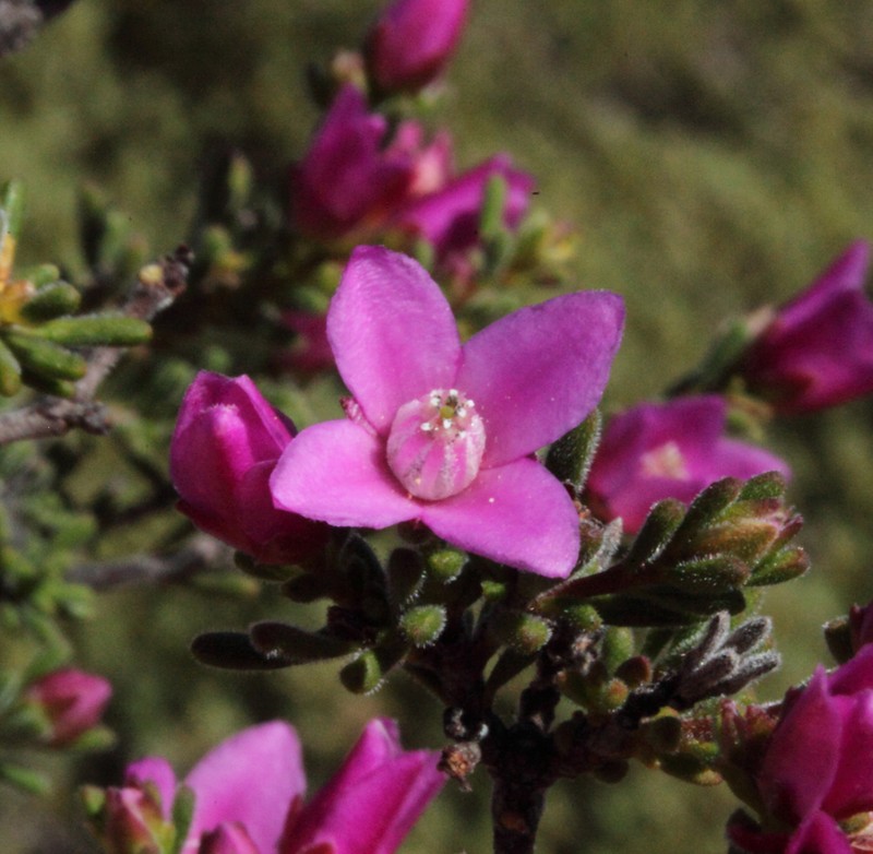 Boronia capitata subsp. capitata