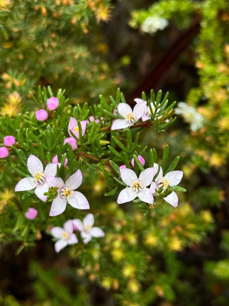 Boronia citriodora subsp. citriodora