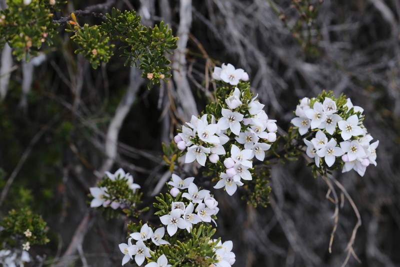 Boronia citriodora subsp. citriodora photo 2