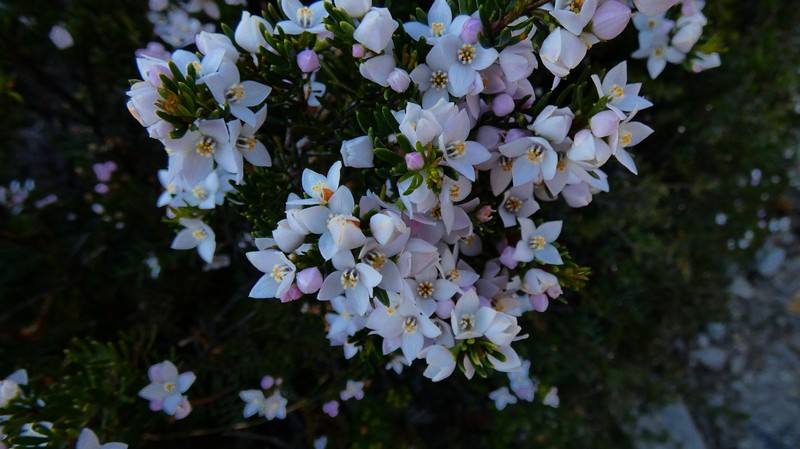 Boronia citriodora subsp. citriodora photo 3