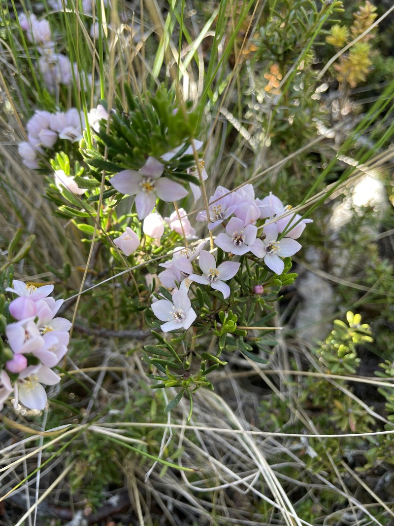 Boronia citriodora subsp. citriodora photo 4