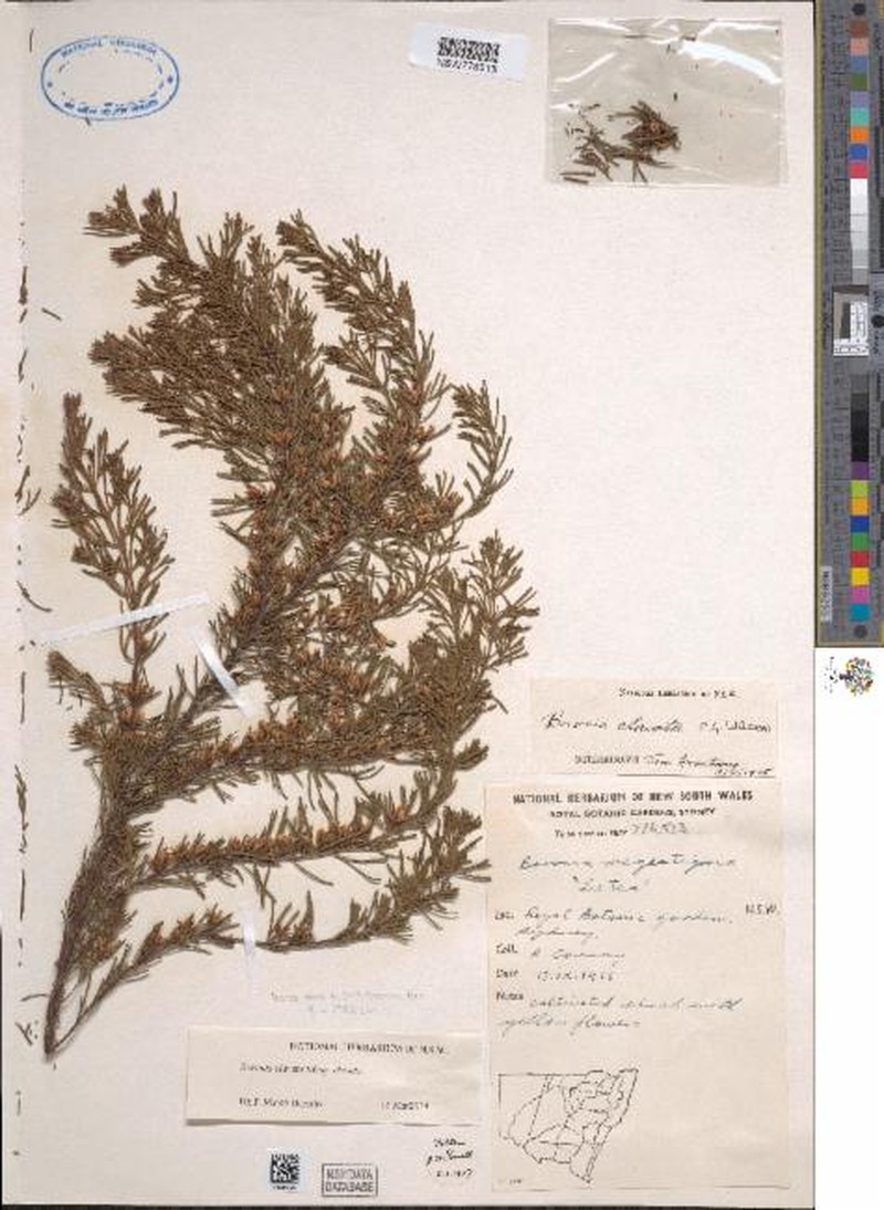 Boronia clavata subsp. clavata