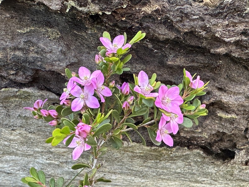 Boronia crenulata subsp. crenulata