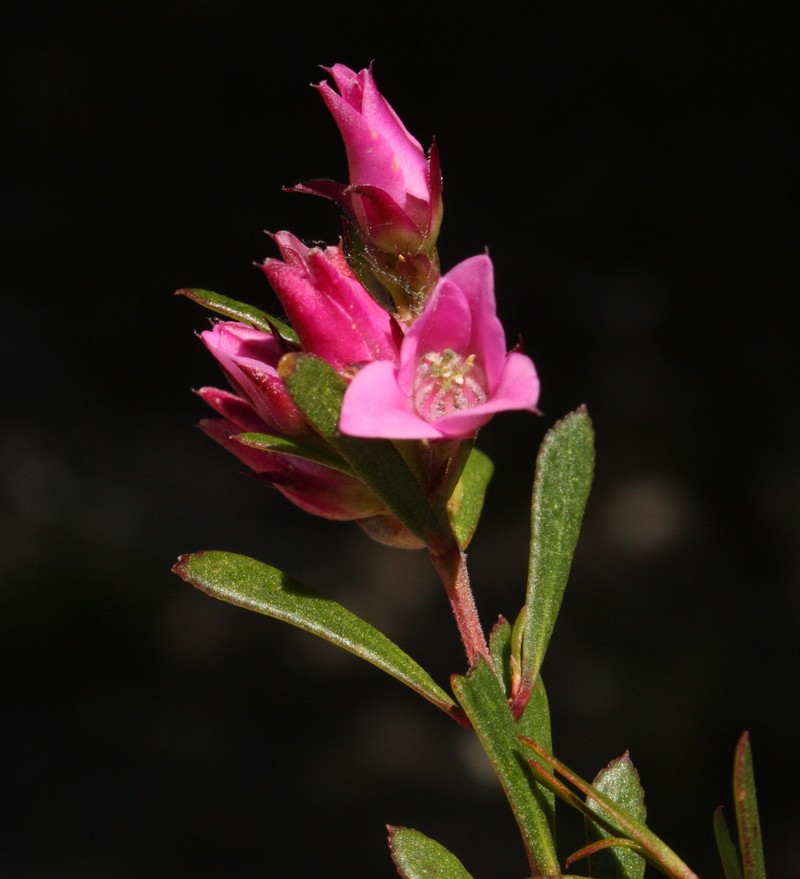 Boronia crenulata subsp. crenulata photo 2