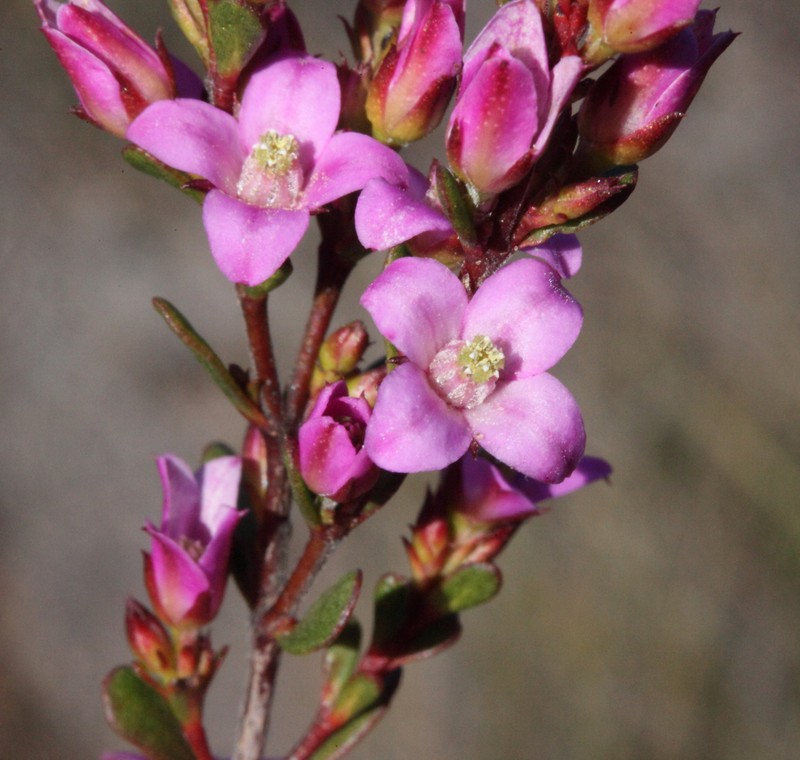 Boronia crenulata subsp. crenulata photo 3