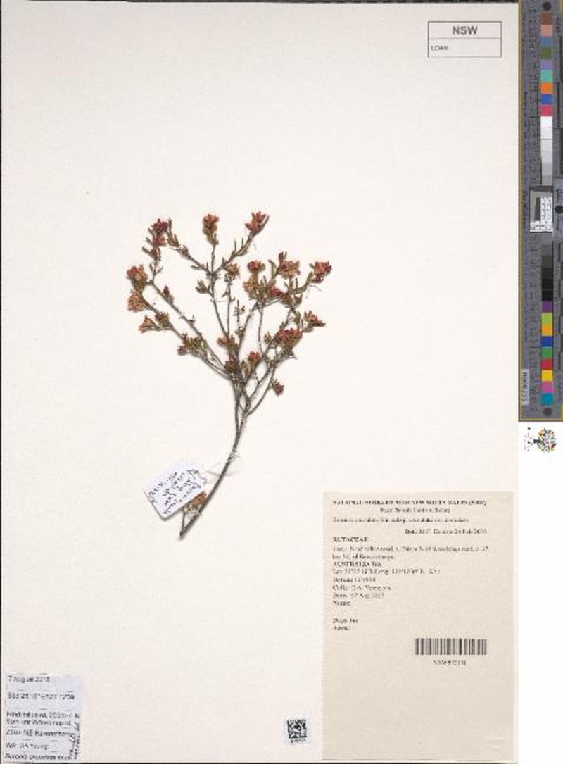 Boronia crenulata subsp. crenulata photo 4