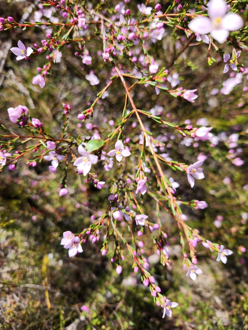 Boronia deanei subsp. deanei