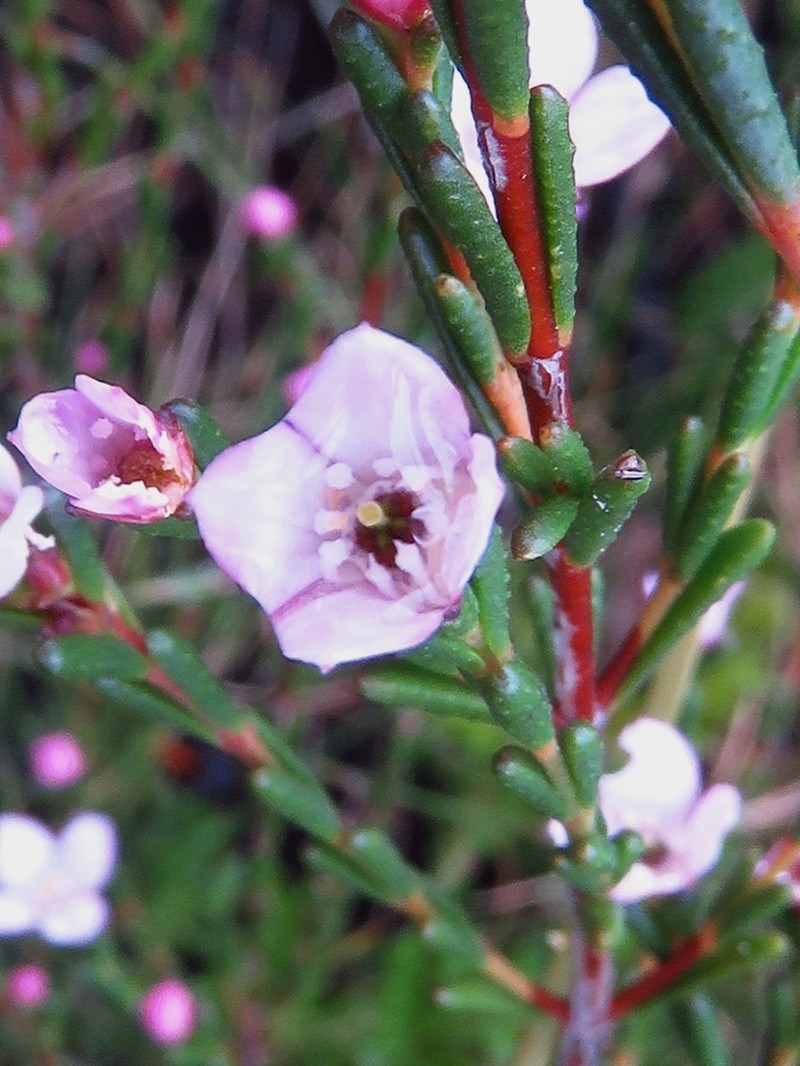 Boronia deanei subsp. deanei photo 2