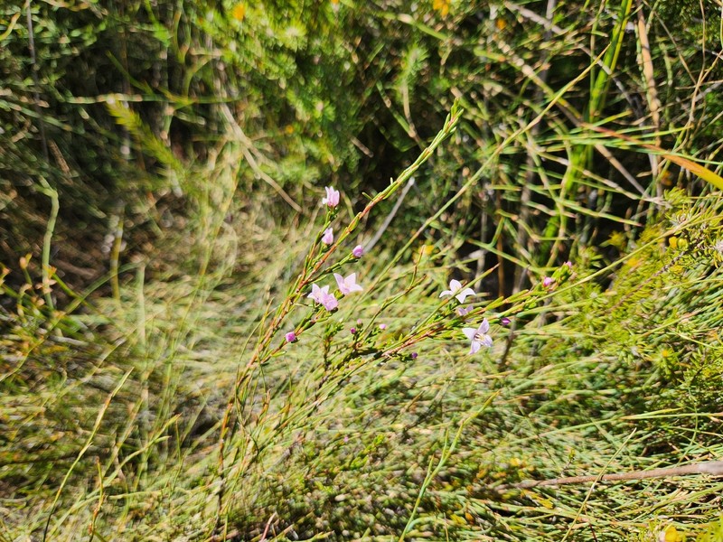 Boronia deanei subsp. deanei photo 3