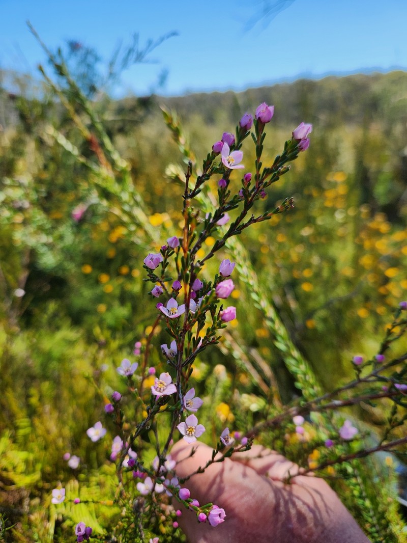 Boronia deanei subsp. deanei photo 4