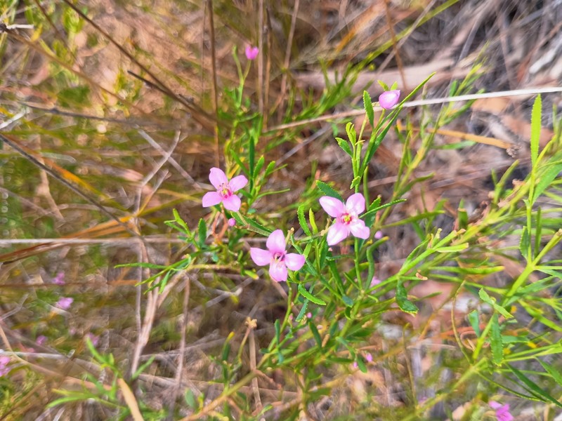 Boronia denticulata subsp. denticulata