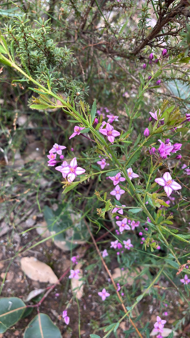 Boronia denticulata subsp. denticulata photo 2