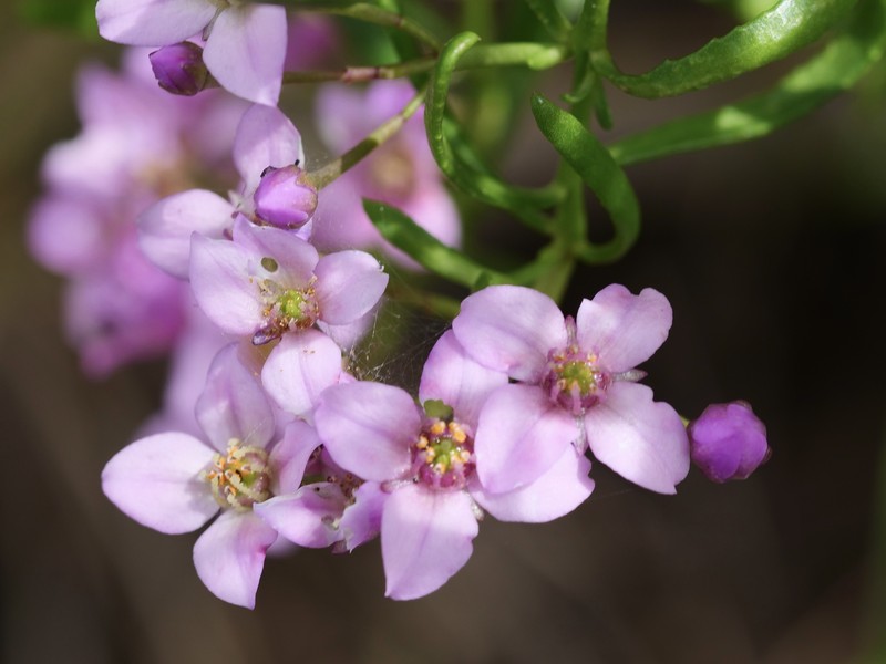 Boronia denticulata subsp. denticulata photo 3