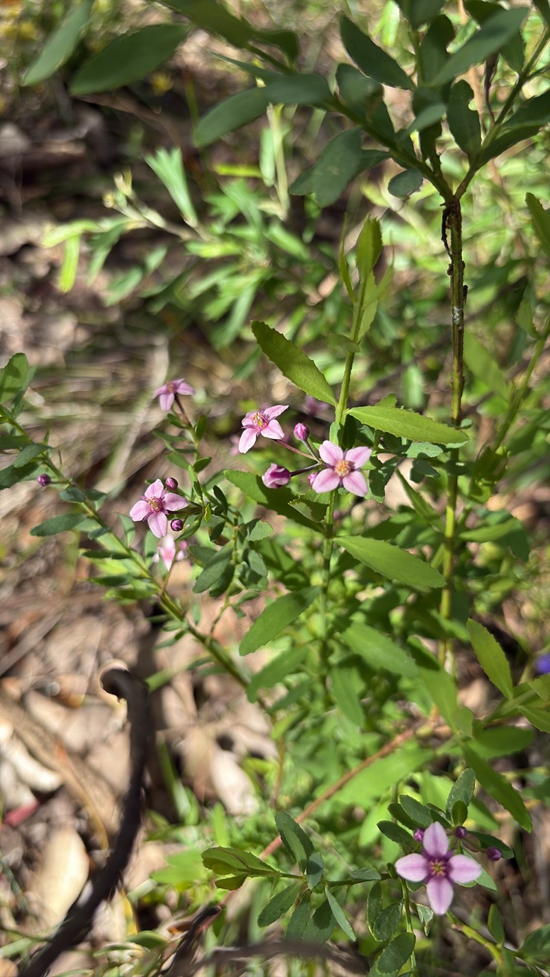 Boronia denticulata subsp. denticulata photo 4