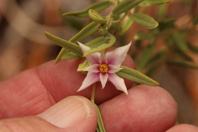 Boronia grandisepala subsp. grandisepala