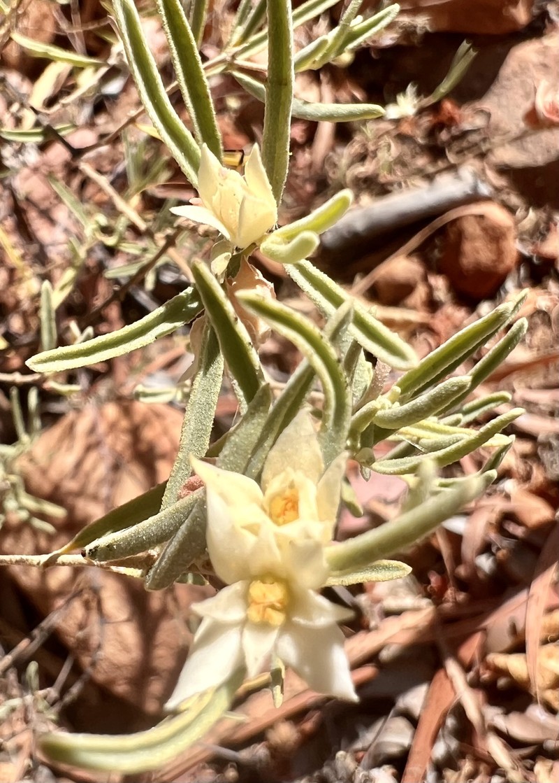 Boronia grandisepala subsp. grandisepala photo 2