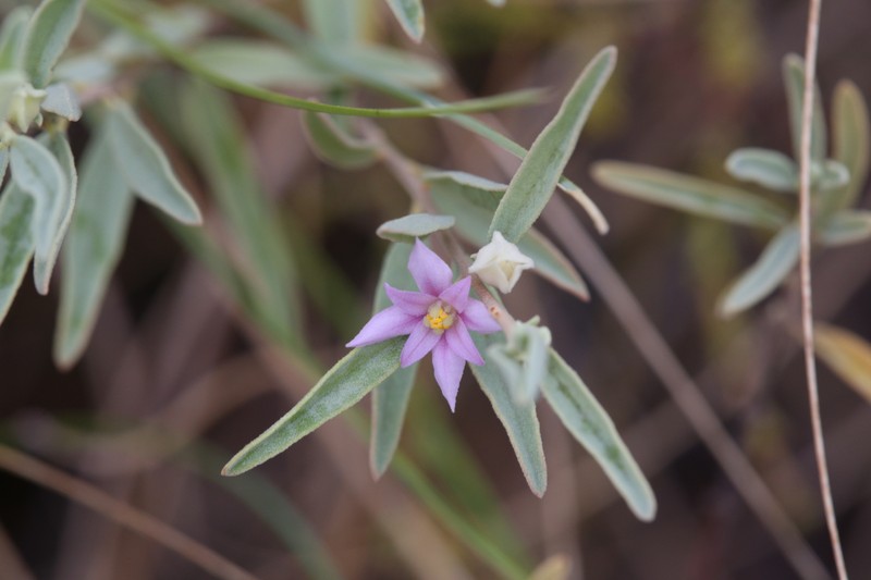 Boronia grandisepala subsp. grandisepala photo 3