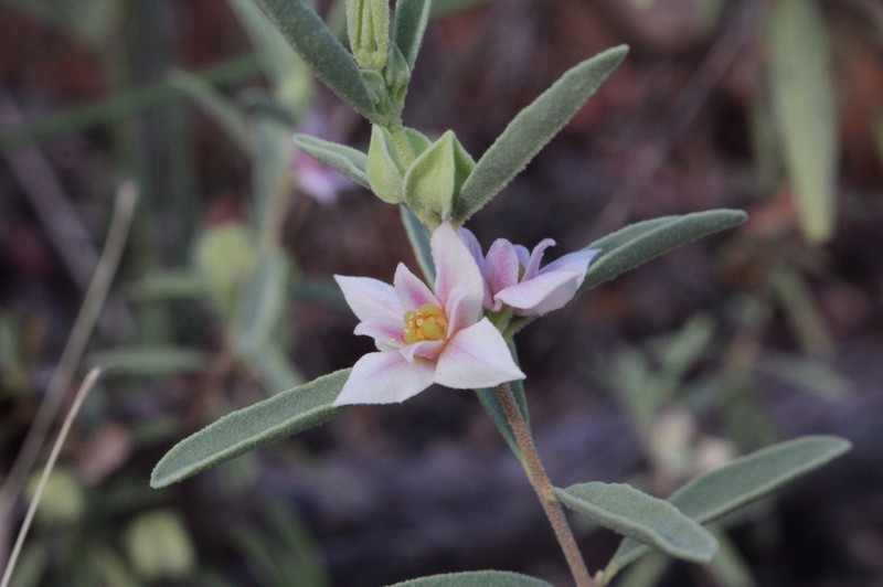 Boronia grandisepala subsp. grandisepala photo 4
