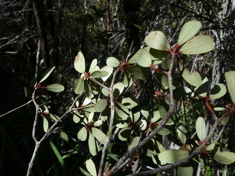 Boronia hartleyi