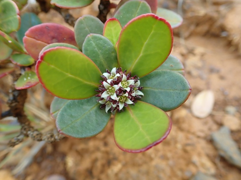 Boronia hartleyi photo 2