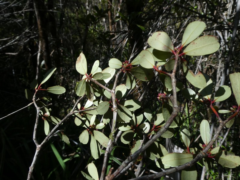 Boronia hartleyi photo 3