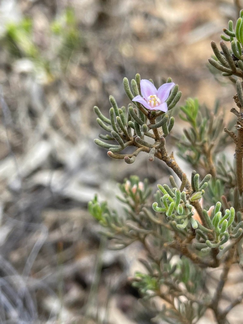 Boronia inornata subsp. inornata