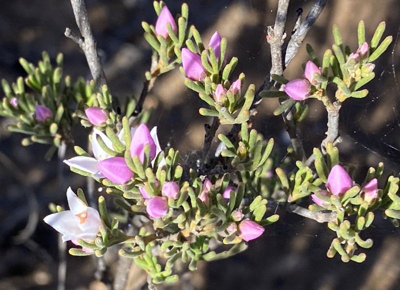 Boronia inornata subsp. inornata photo 2