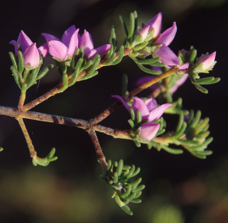 Boronia inornata subsp. inornata photo 3
