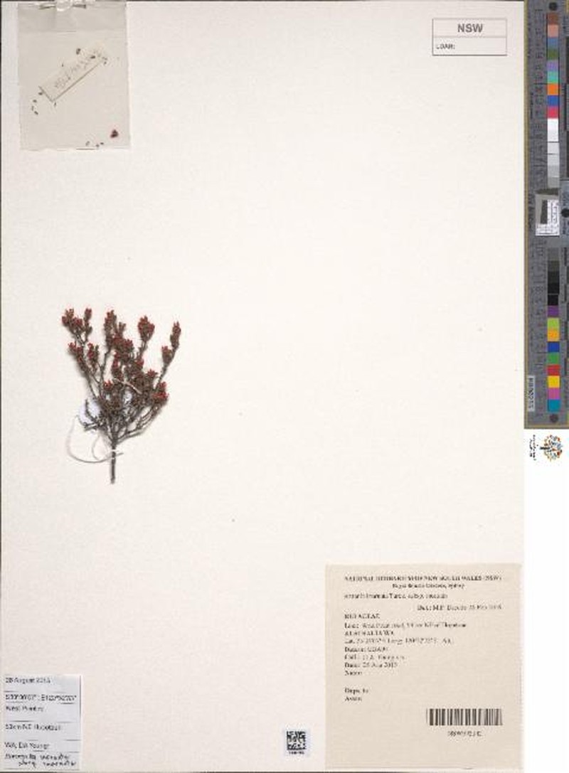 Boronia inornata subsp. inornata photo 4