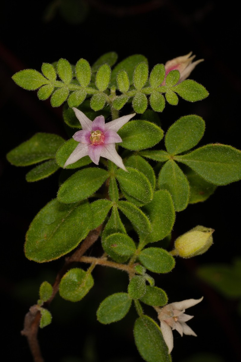 Boronia marcoana