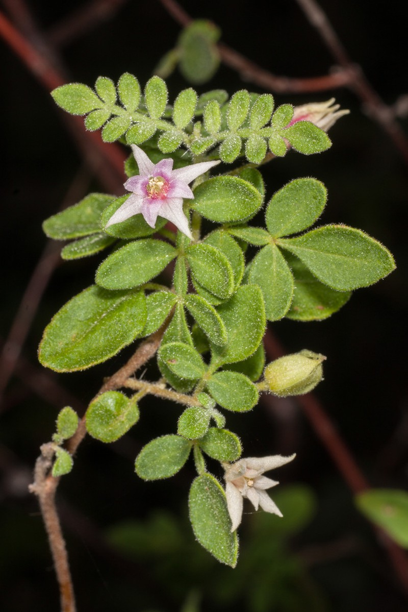 Boronia marcoana photo 2