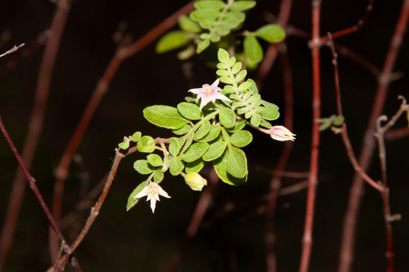 Boronia marcoana photo 5