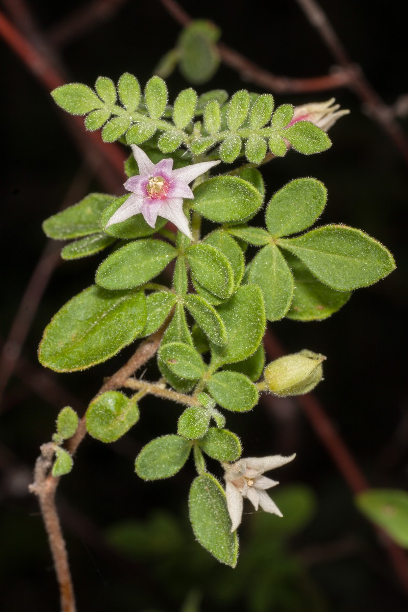 Boronia marcoana photo 6
