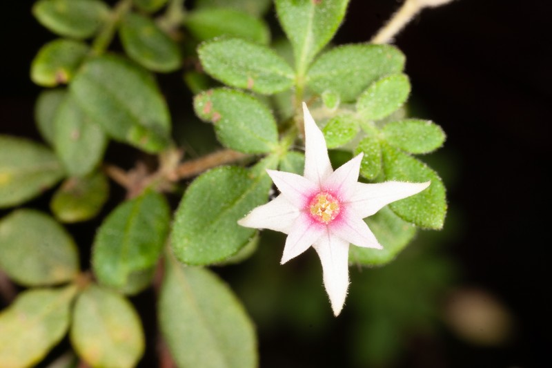 Boronia marcoana photo 7