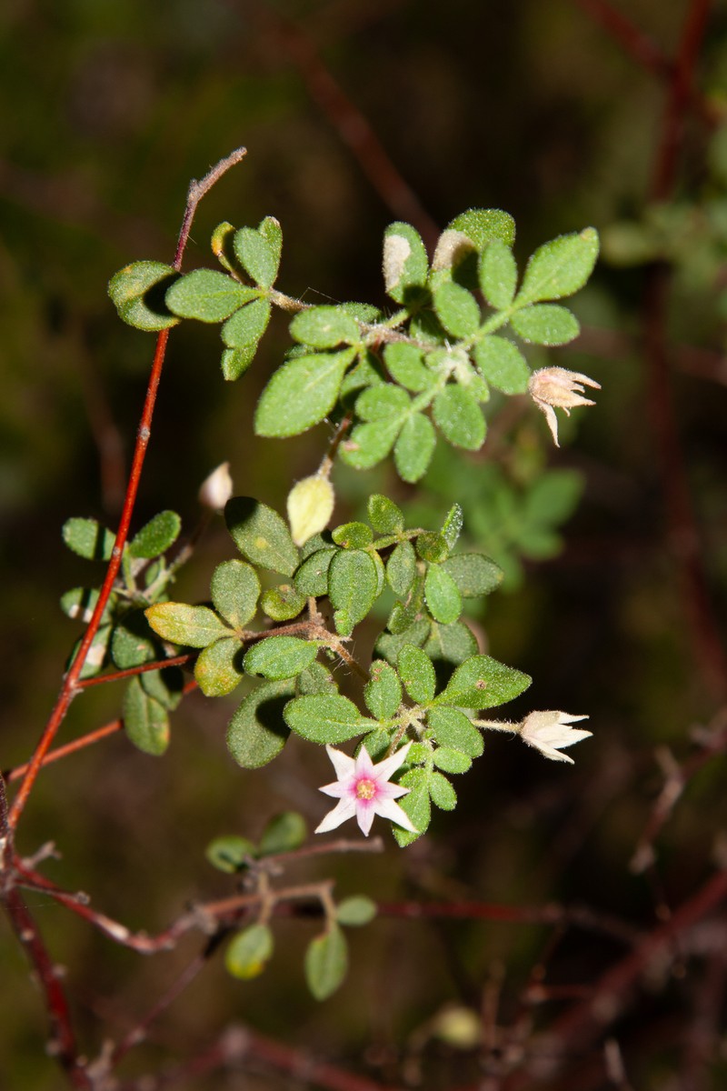 Boronia marcoana photo 8
