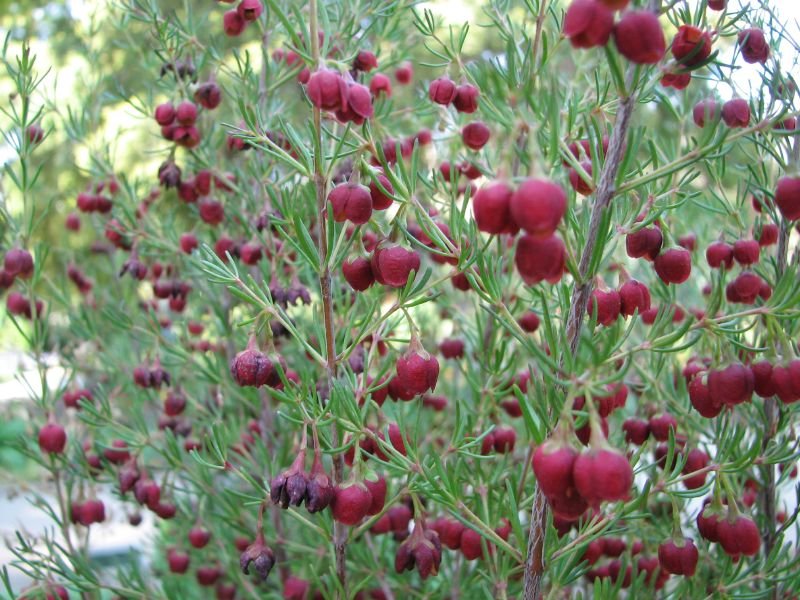Sweet Boronia