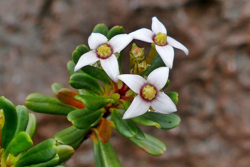 Boronia pancheri