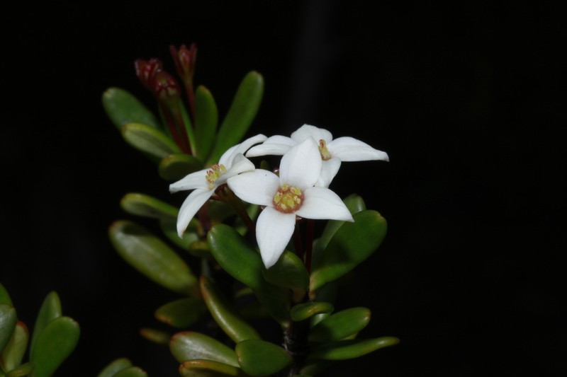 Boronia pancheri photo 2