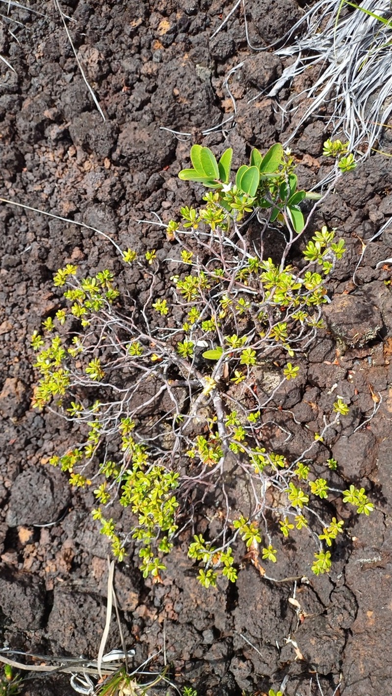 Boronia pancheri photo 3