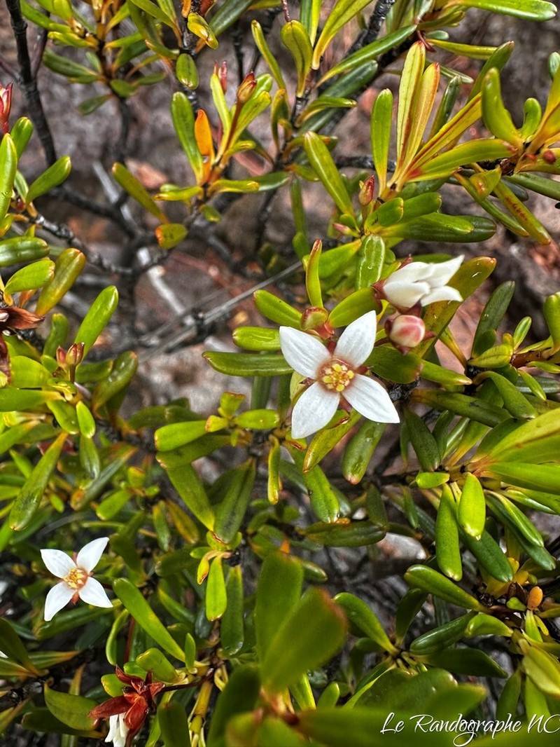 Boronia pancheri photo 4