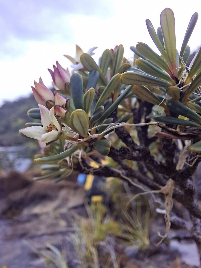 Boronia pancheri photo 5