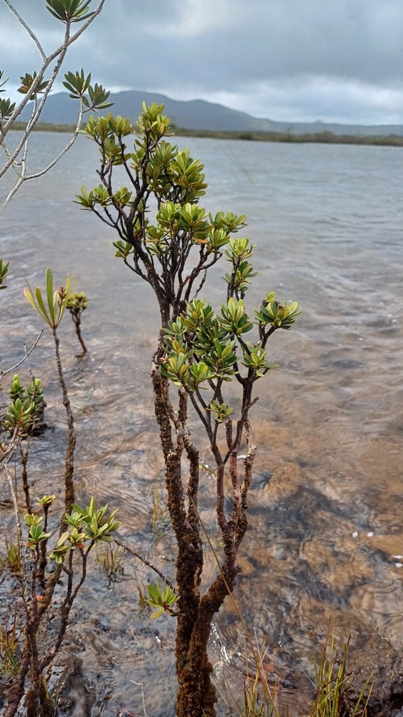 Boronia pancheri photo 6