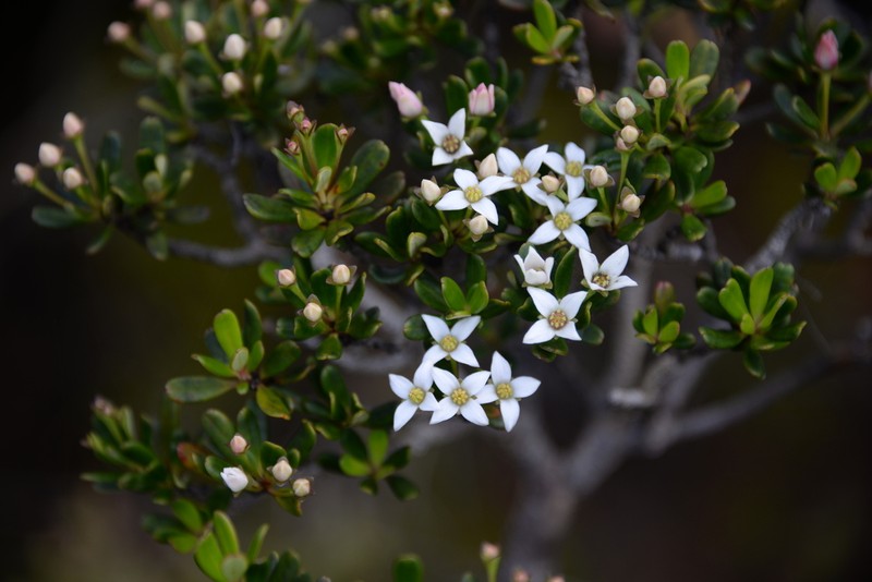 Boronia pancheri photo 7