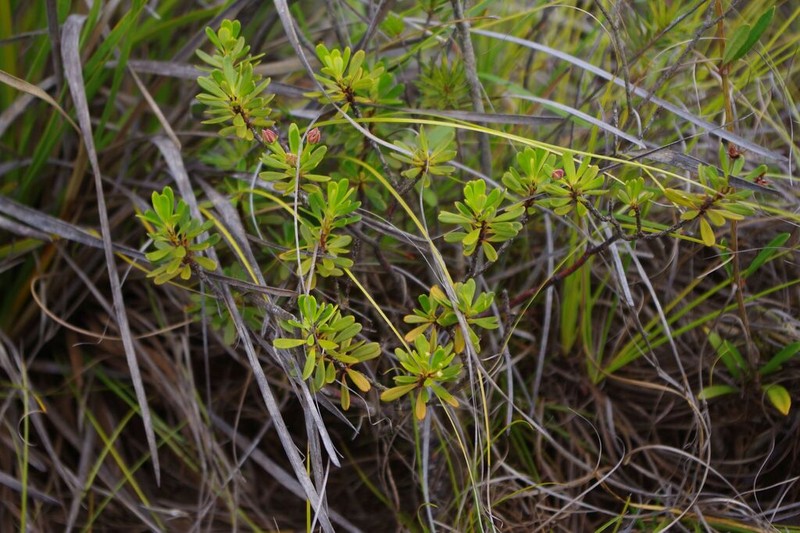 Boronia pancheri photo 8