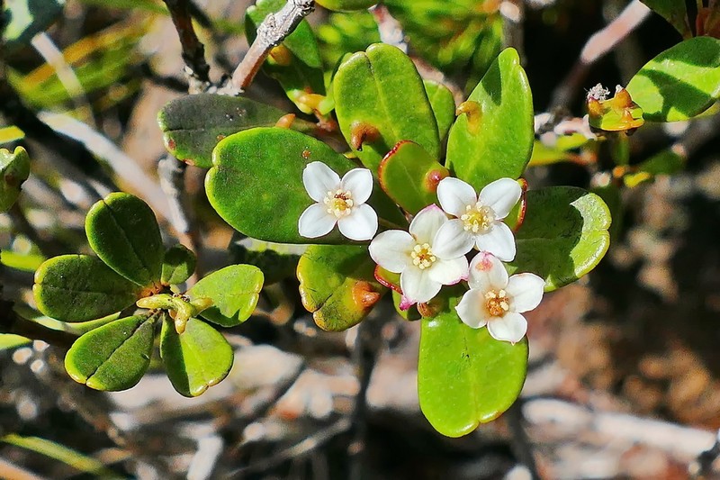 Boronia parvifolia