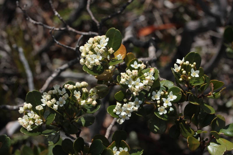 Boronia parvifolia photo 2